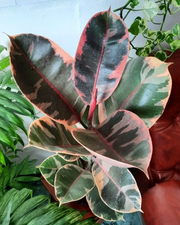 Ficus Gomero Ruby
